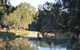 Darlington Point Riverside Caravan Park - thumb 2