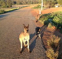 Bindoons Windmill Farm - C Tourism