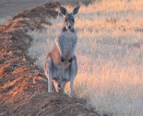 Old Ambalindum Homestead - C Tourism 2