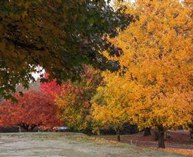 Laurel Hill Forest Lodge - C Tourism 3