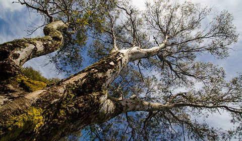 Little Murray Campground - C Tourism 2