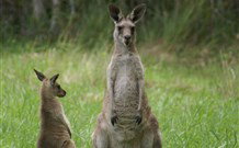 Michael's Clarence Valley Retreat - C Tourism 7