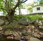 Mt Warning Rainforest Park - C Tourism