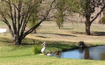 Sapphire City Caravan Park - C Tourism 4