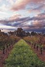 Lamonts Winery, Restaurant & Gallery - C Tourism 0