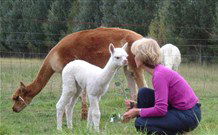 Joselands Country Accommodation - C Tourism 2