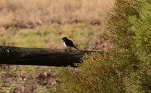 Lake Paika Station Farmstay - C Tourism 1