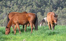 Mansfield Cottage Barrington Tops Accommodation - C Tourism 1