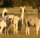 Waterfall Way Farmstay - C Tourism