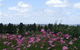 Cruickshanks Armidale Bed And Breakfast - thumb 4