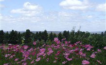 Cruickshanks Armidale Bed And Breakfast - C Tourism 4