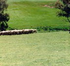 Gooromon Park Cottages - C Tourism