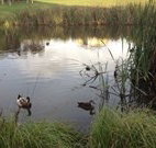 Harewood House Bed and Breakfast - C Tourism
