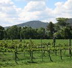 Jessica's Guest House and Vineyard - C Tourism