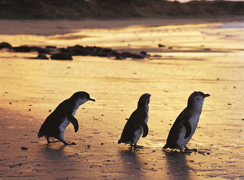 Phillip Island YHA - C Tourism 7
