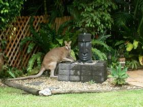 Bluewater Bed And Breakfast Cairns - C Tourism 3