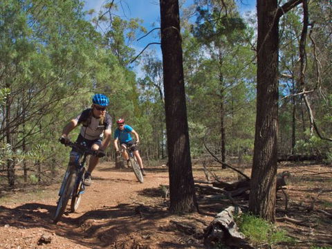 Back Yamma State Forest - C Tourism 1