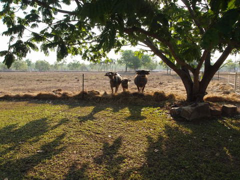 Berry Creek Bush Retreat - C Tourism 2