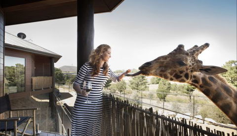 Jamala Wildlife Lodge - C Tourism 8