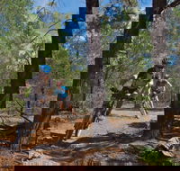 Back Yamma State Forest - C Tourism
