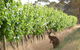 Angas Plains Wines Suites - thumb 6