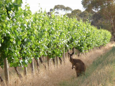 Angas Plains Wines Suites - C Tourism 6