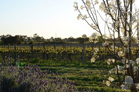 Angas Plains Wines Suites - C Tourism 7