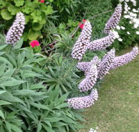 Padthaway Caravan Park - C Tourism