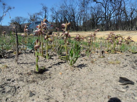 Mount Zero Log Cabins - C Tourism 2