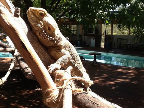 Beechworth Wildlife Stays - C Tourism 7
