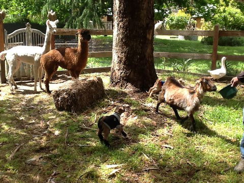 Beechworth Wildlife Stays - C Tourism 8