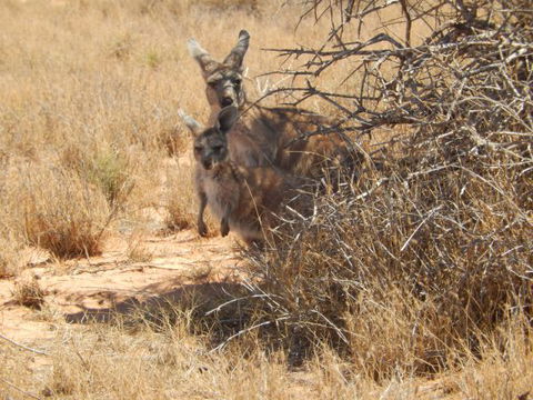 Gnaraloo Station - C Tourism 3