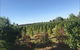 Rutherglen Christmas Trees Farm Stay - thumb 0