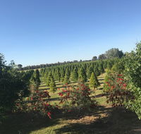 Rutherglen Christmas Trees Farm Stay - C Tourism