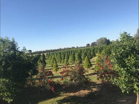 Rutherglen Christmas Trees Farm Stay - C Tourism 0