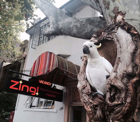 Zing! Backpackers Hostel - C Tourism 0