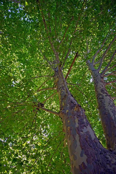 Ardern's Caravan Park Myrtleford - C Tourism 2