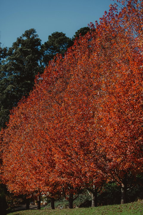 Dennarque Estate - C Tourism 6