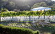 Every Man And His Dog Vineyard - thumb 1