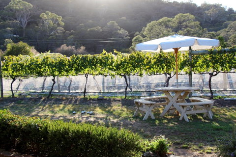 Every Man And His Dog Vineyard - C Tourism 1