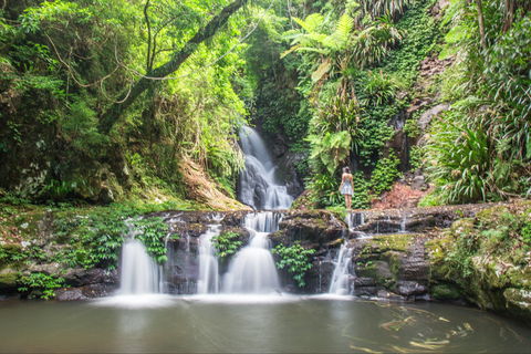 O'Reilly's Rainforest Retreat - C Tourism 0