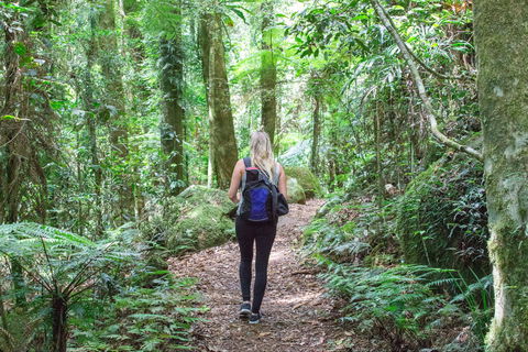 O'Reilly's Rainforest Retreat - C Tourism 5
