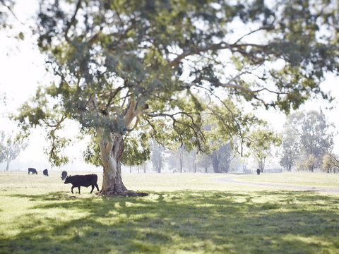 WillOaks B&B - C Tourism 7