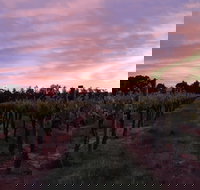 Milawa Vineyard Views - C Tourism