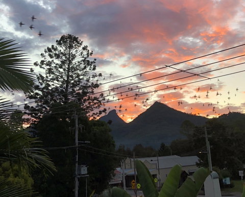 Chesson Lodge- In The Heart Of Uki - C Tourism 0