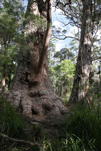 Bow Bridge WA C Tourism