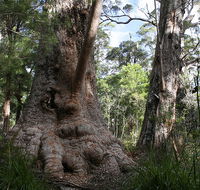 Valley of the Giants Cottage - C Tourism