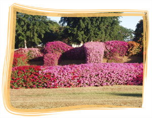 Capricorn Holiday Park - C Tourism 3