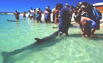 Shark Bay Caravan Park - C Tourism 1