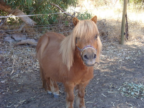 Bindoon's Windmill Farm - C Tourism 1